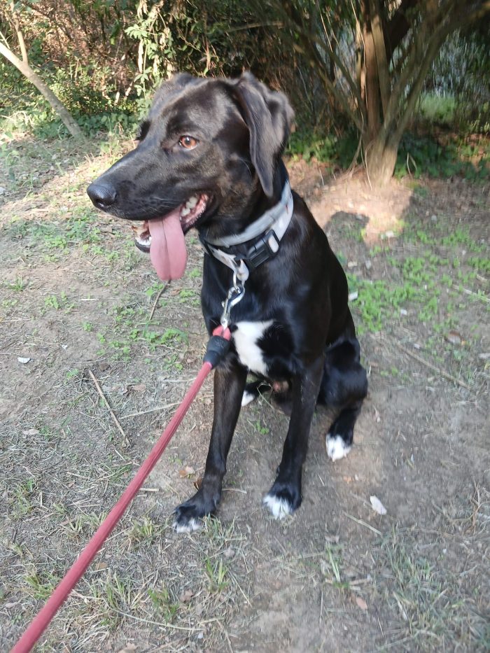 Leo dolce mix segugio labrador cerca il suo lieto fine💙🍀🙏