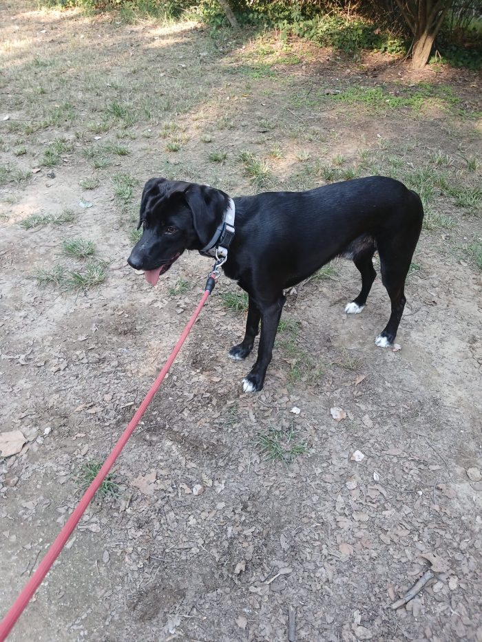 Leo dolce mix segugio labrador cerca il suo lieto fine💙🍀🙏 - media 4