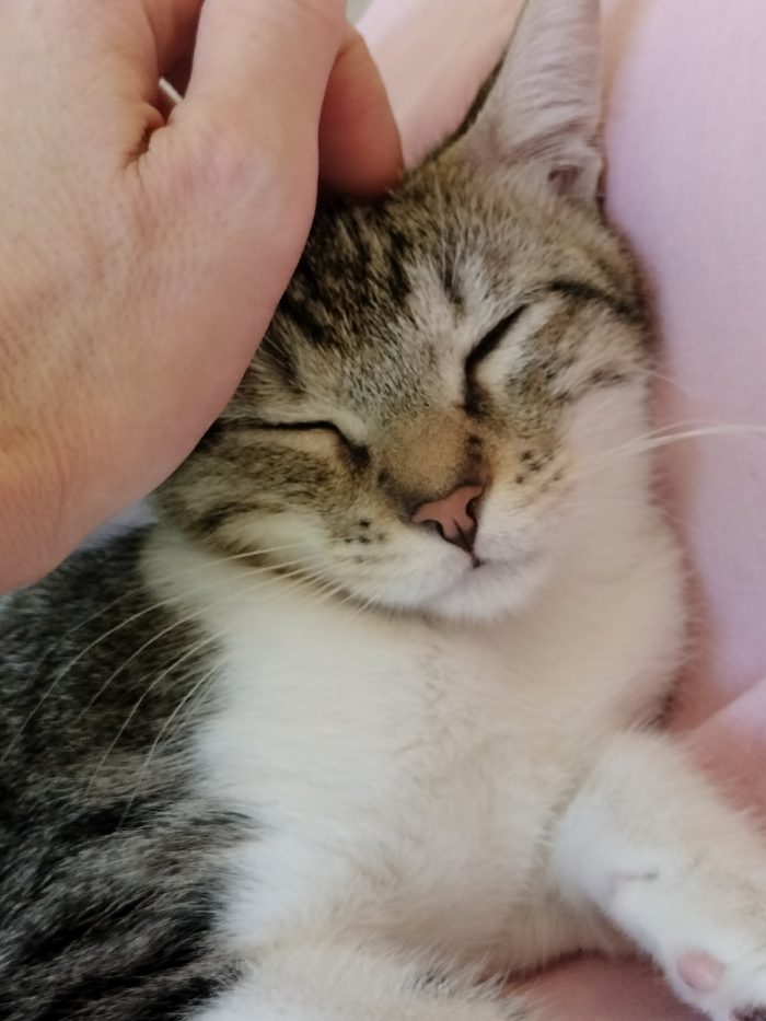 Dolce gattino