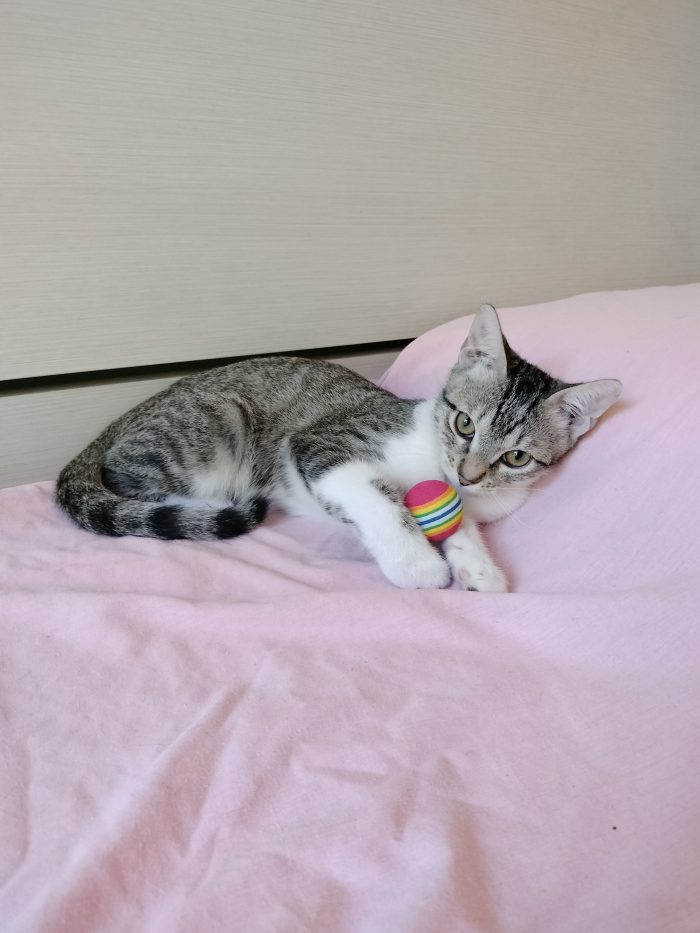 Dolce gattino