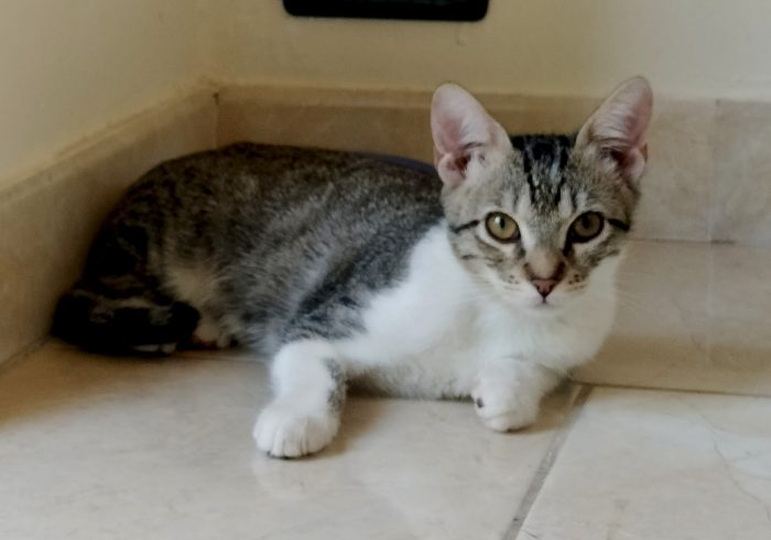Dolce gattino