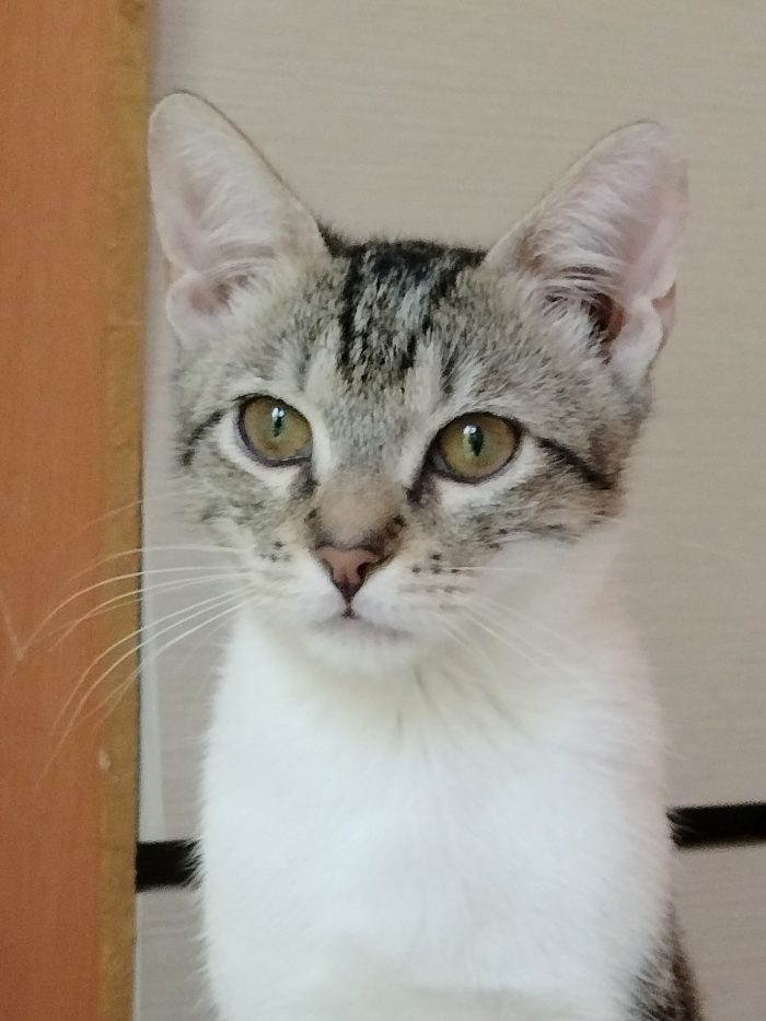 Dolce gattino - media 5