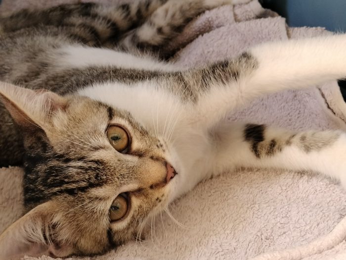 Dolce gattino - media 7