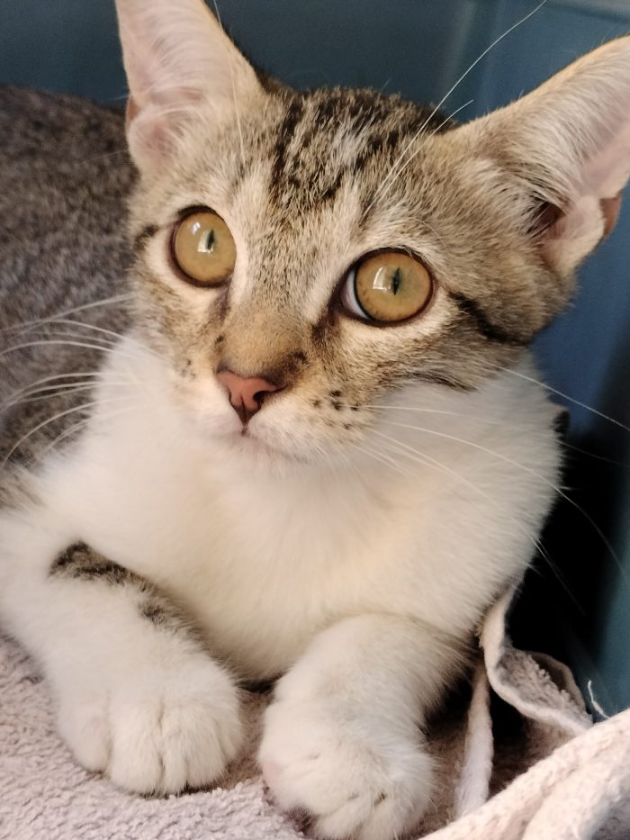 Dolce gattino - media 8
