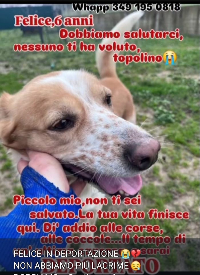 Felice 6anni DEPORTATO IN CANILE PRIVATO. URGE LIBERARLO.CALABRIA