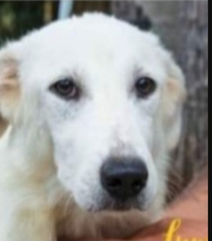 Sole 4anni buttato cucciolo in un sacco e gettato nel fiume..ancora aspetta casa.SICILIA
