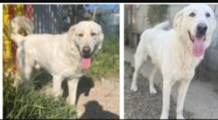 Sole 4anni buttato cucciolo in un sacco e gettato nel fiume..ancora aspetta casa.SICILIA
