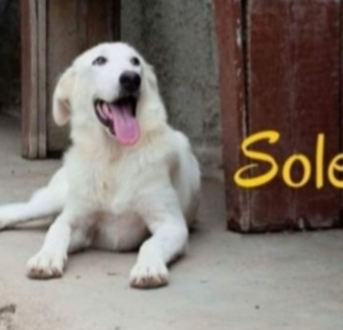 Sole 4anni buttato cucciolo in un sacco e gettato nel fiume..ancora aspetta casa.SICILIA