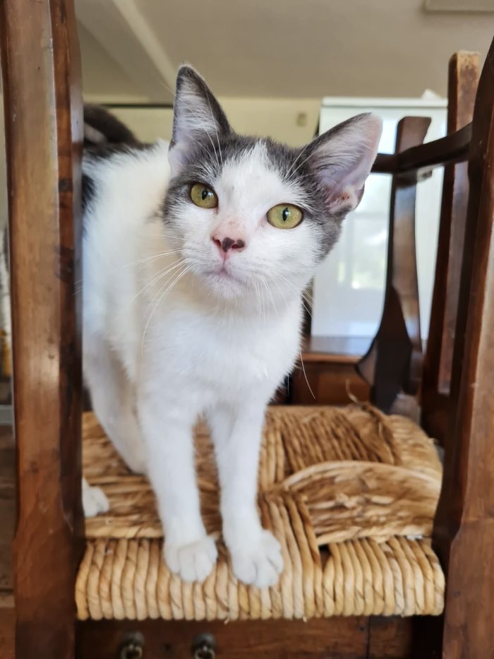 Ziggy gattino buonissimo 4 mesi