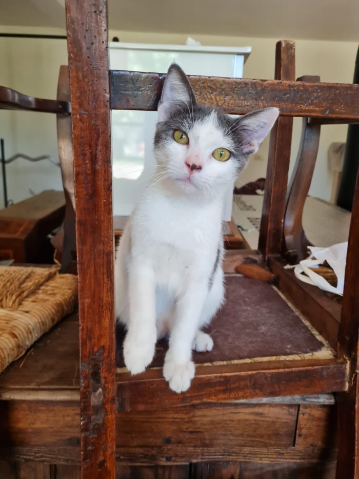 Ziggy gattino buonissimo 4 mesi