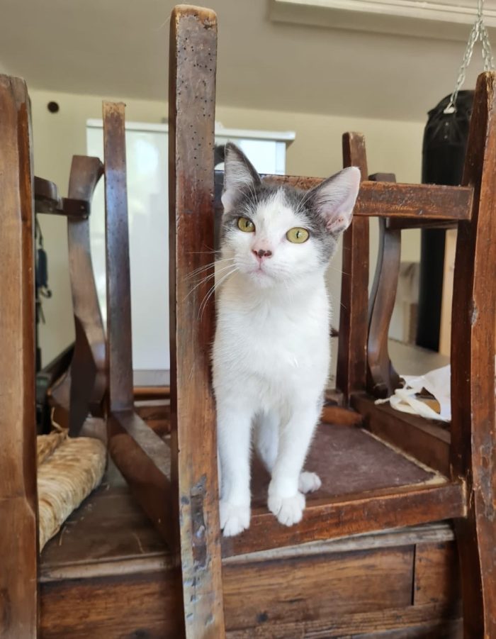 Ziggy gattino buonissimo 4 mesi