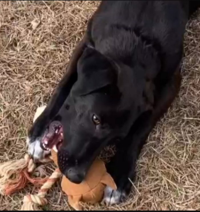 Aky 2anni salito 18mesi fa,ANCORA IN BOX!! HELP MILANO - media 4
