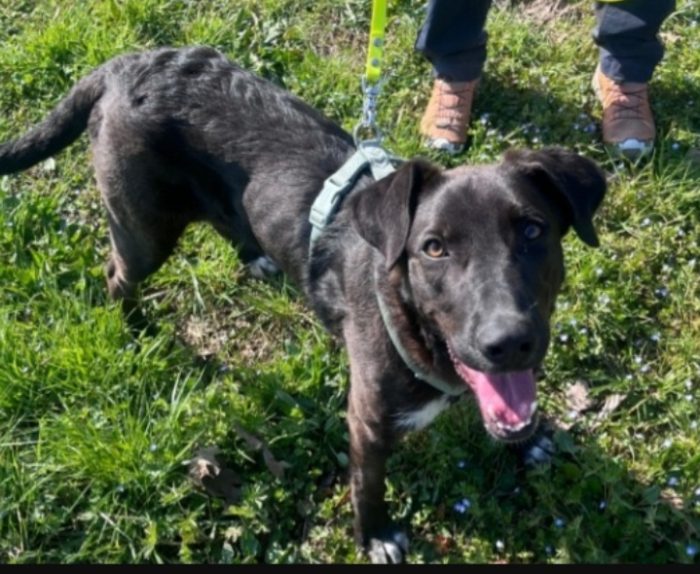Aky 2anni salito 18mesi fa,ANCORA IN BOX!! HELP MILANO - media 7