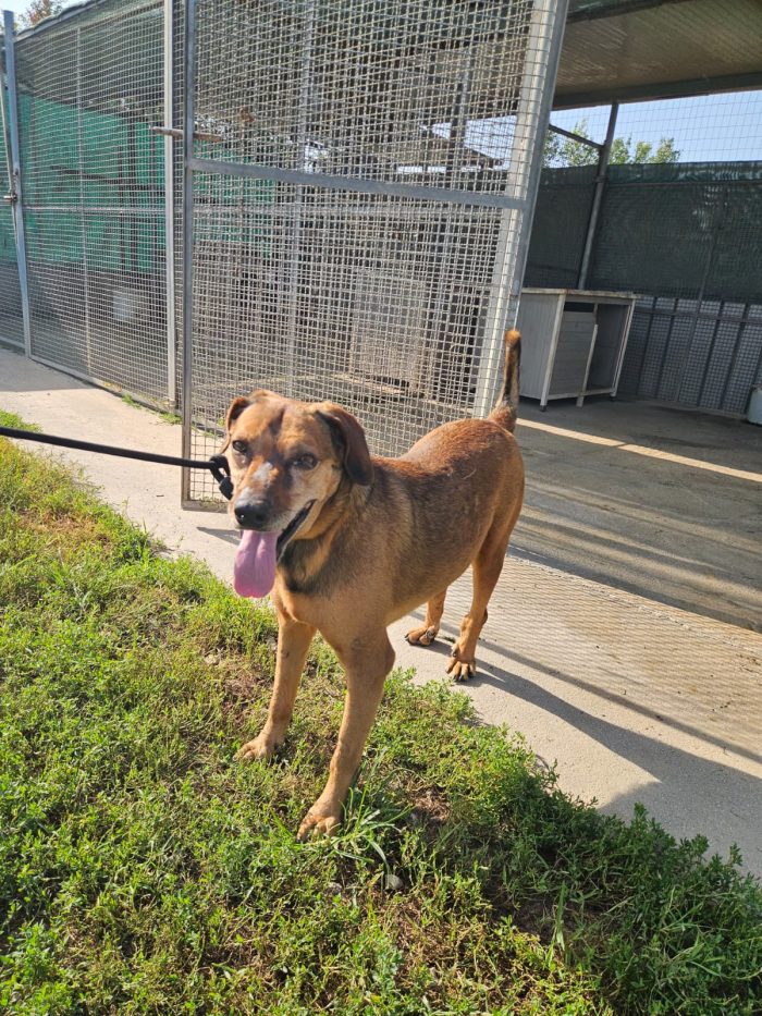 Brown splendido cagnolino cerca casa