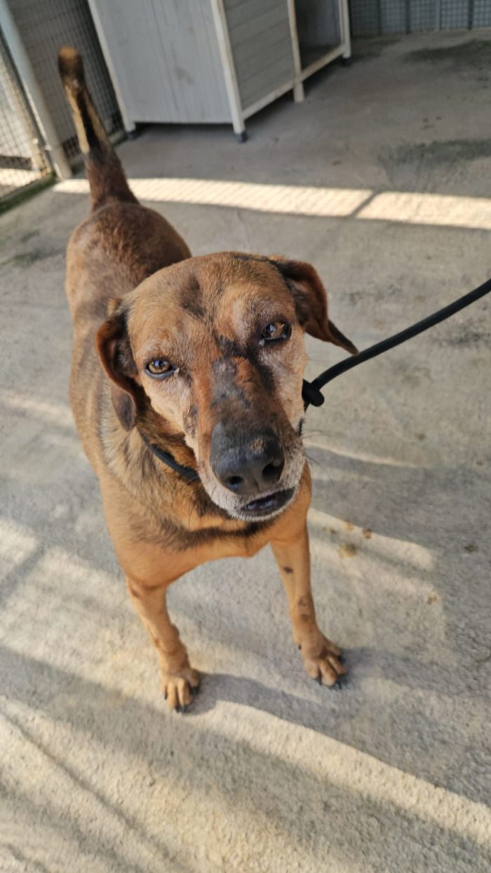 Brown splendido cagnolino cerca casa