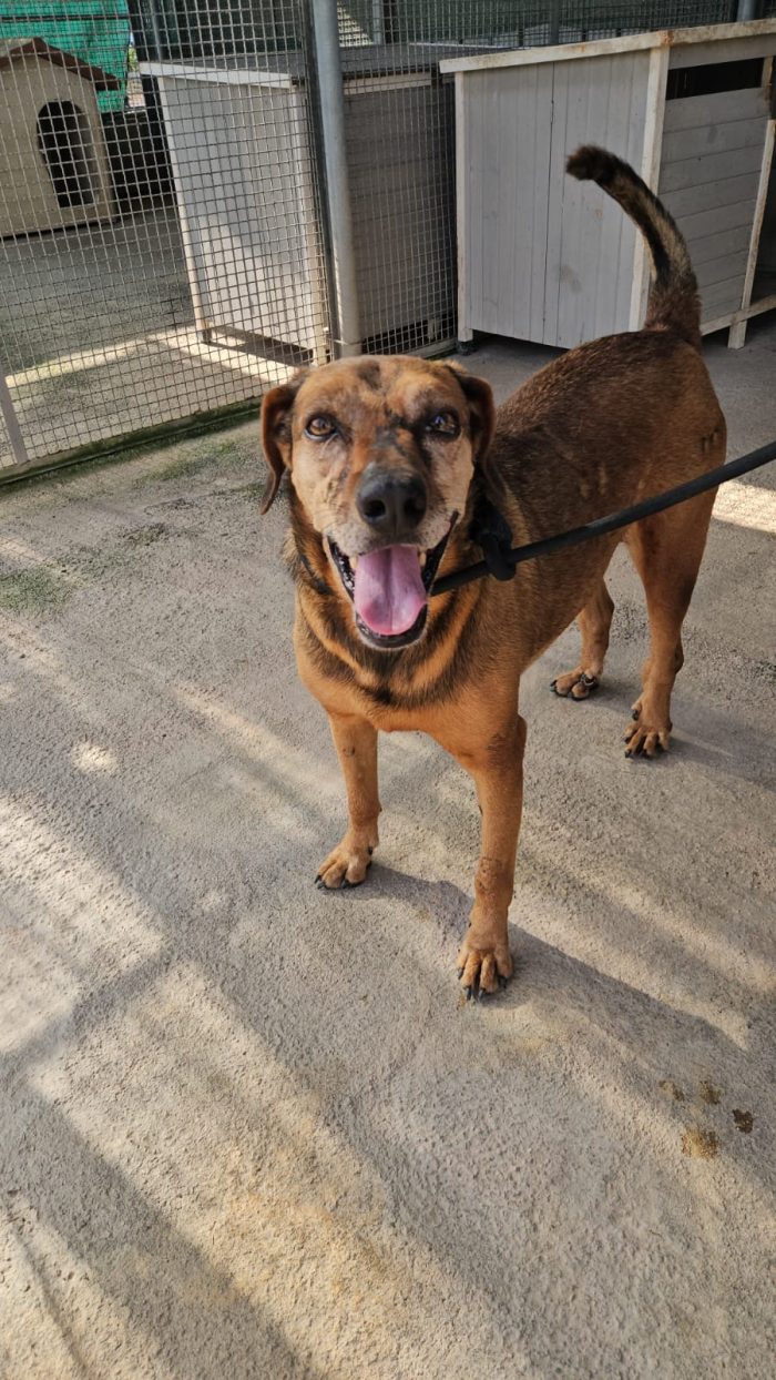 Brown splendido cagnolino cerca casa - media 4