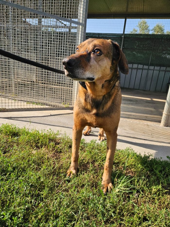 Brown splendido cagnolino cerca casa - media 5