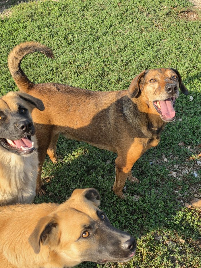 Brown splendido cagnolino cerca casa - media 6