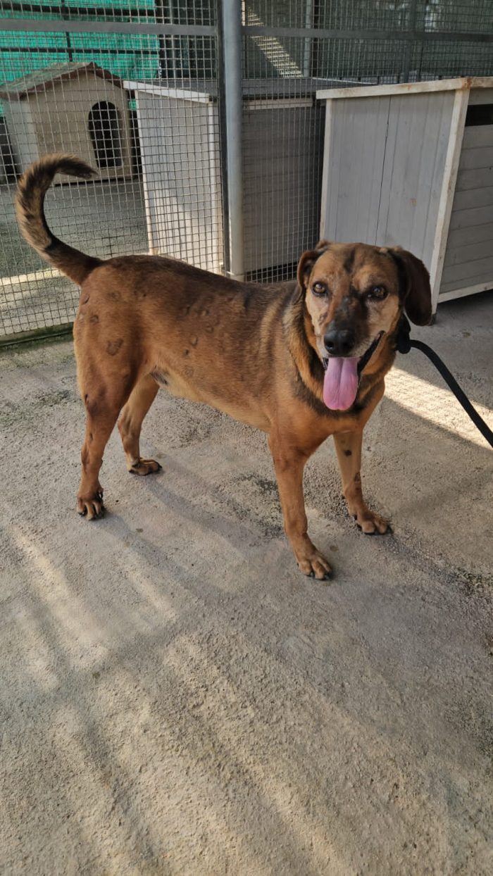 Brown splendido cagnolino cerca casa
