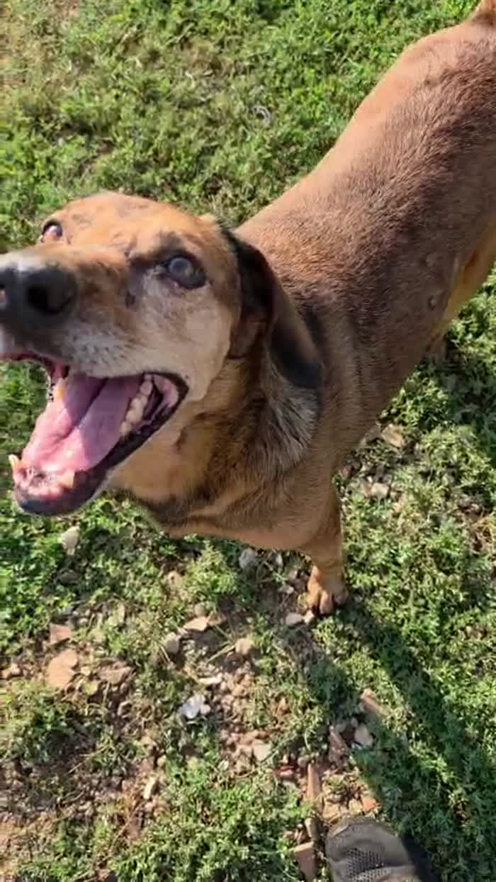 Brown splendido cagnolino cerca casa - media 7