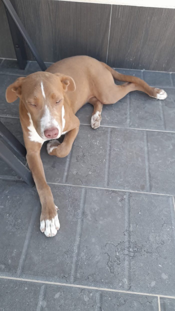 4 mesi dolcissima cucciola