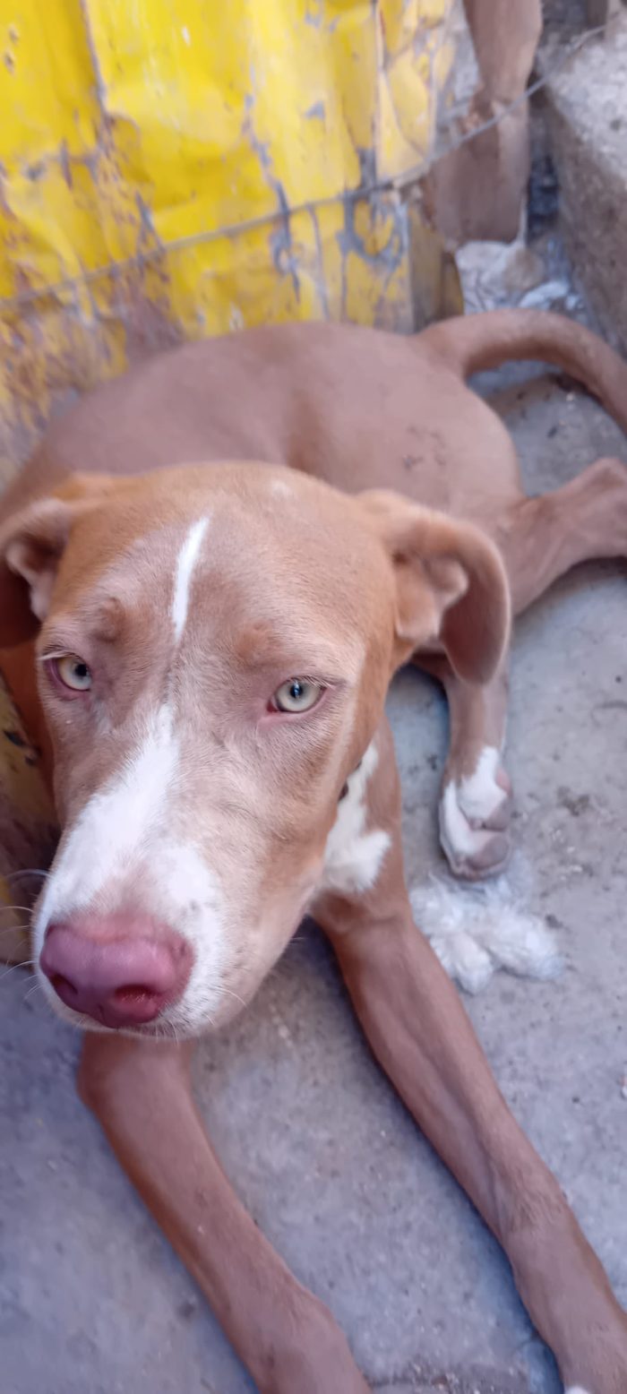 4 mesi dolcissima cucciola