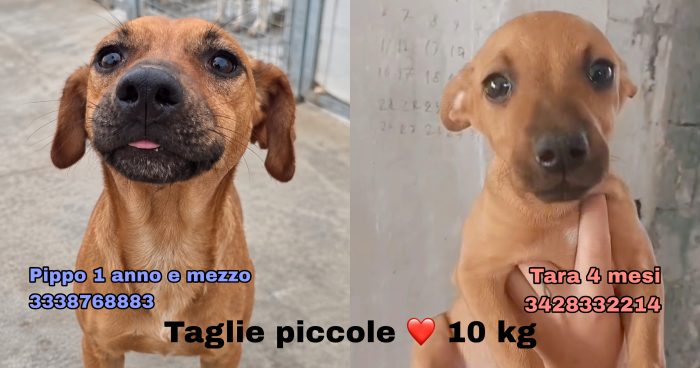 Tara e Pippo taglie piccole cercano casa