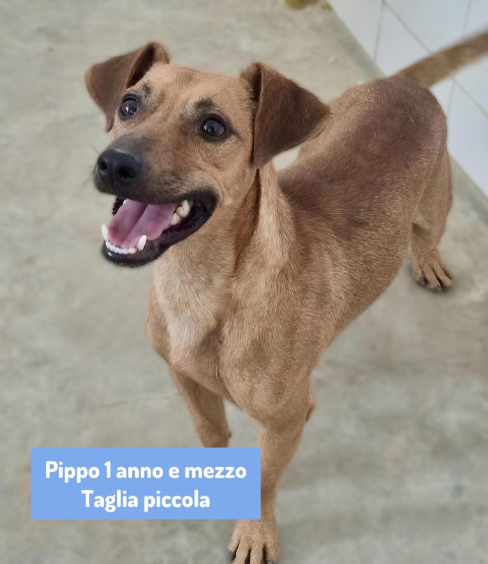 Tara e Pippo taglie piccole cercano casa