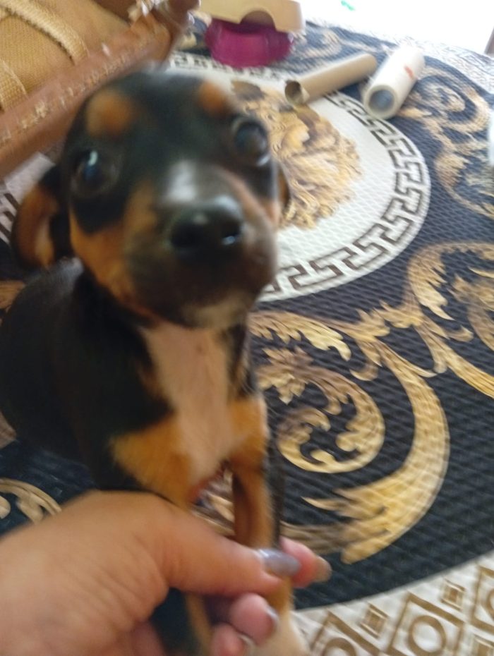 Rambo taglia piccola