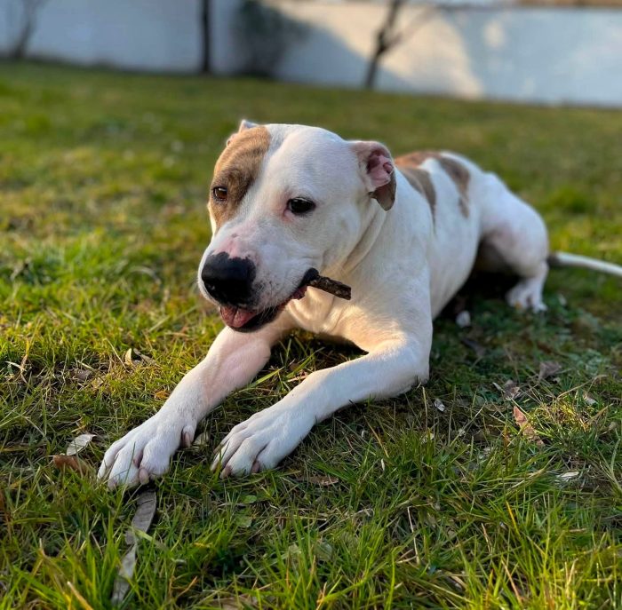 BELLA PIT CERCA UN PO' D'AMORE