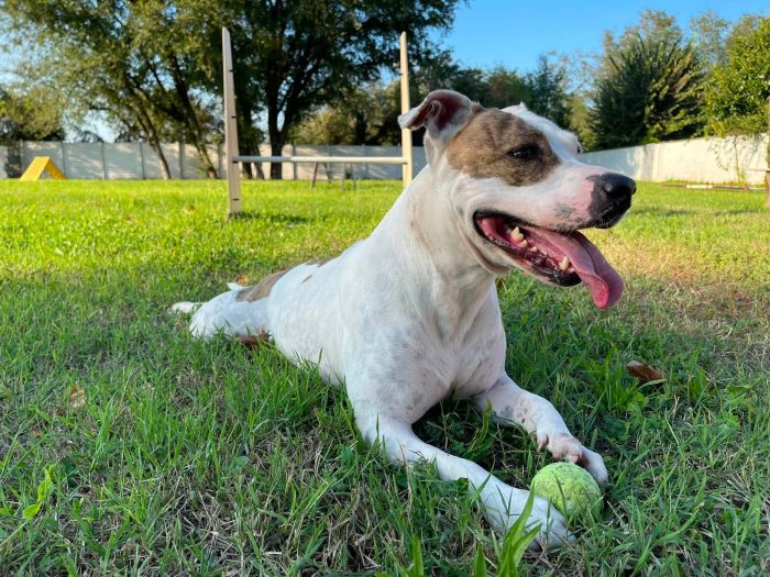BELLA PIT CERCA UN PO' D'AMORE