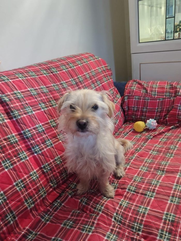 Coco splendido piccolo cagnolino di 6 kg cerca casa