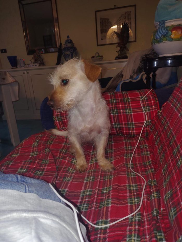 Coco splendido piccolo cagnolino di 6 kg cerca casa