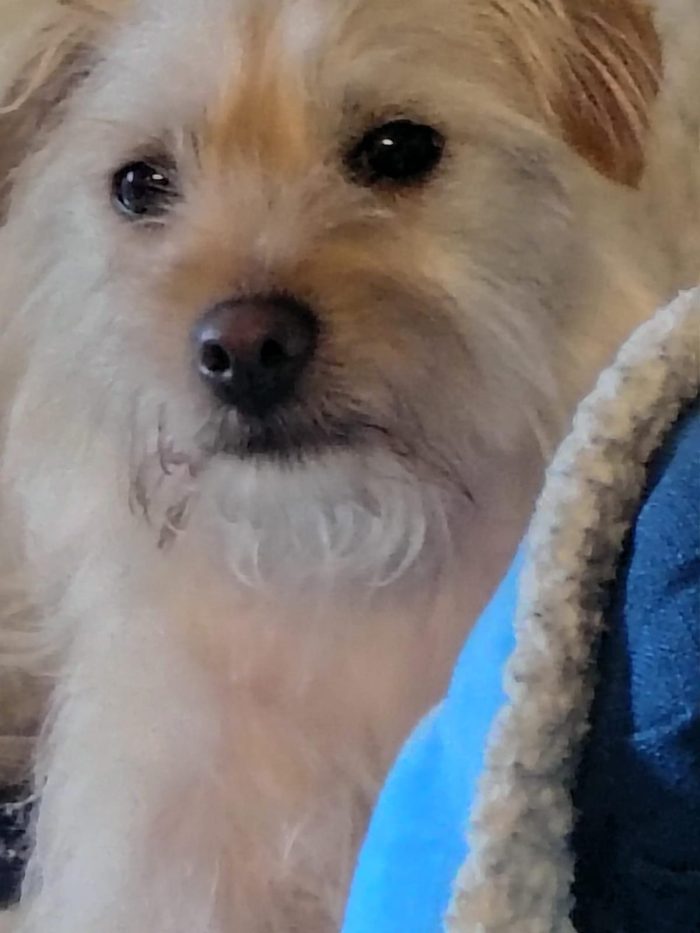 Coco splendido piccolo cagnolino di 6 kg cerca casa