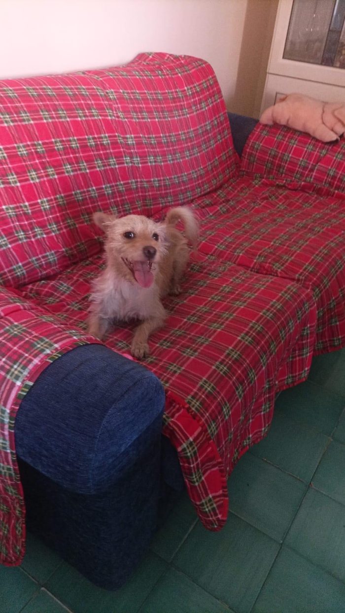 Coco splendido piccolo cagnolino di 6 kg cerca casa - media 4