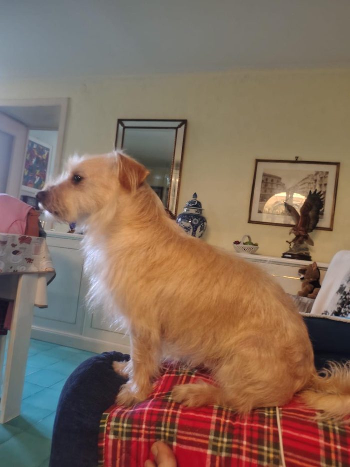 Coco splendido piccolo cagnolino di 6 kg cerca casa - media 6