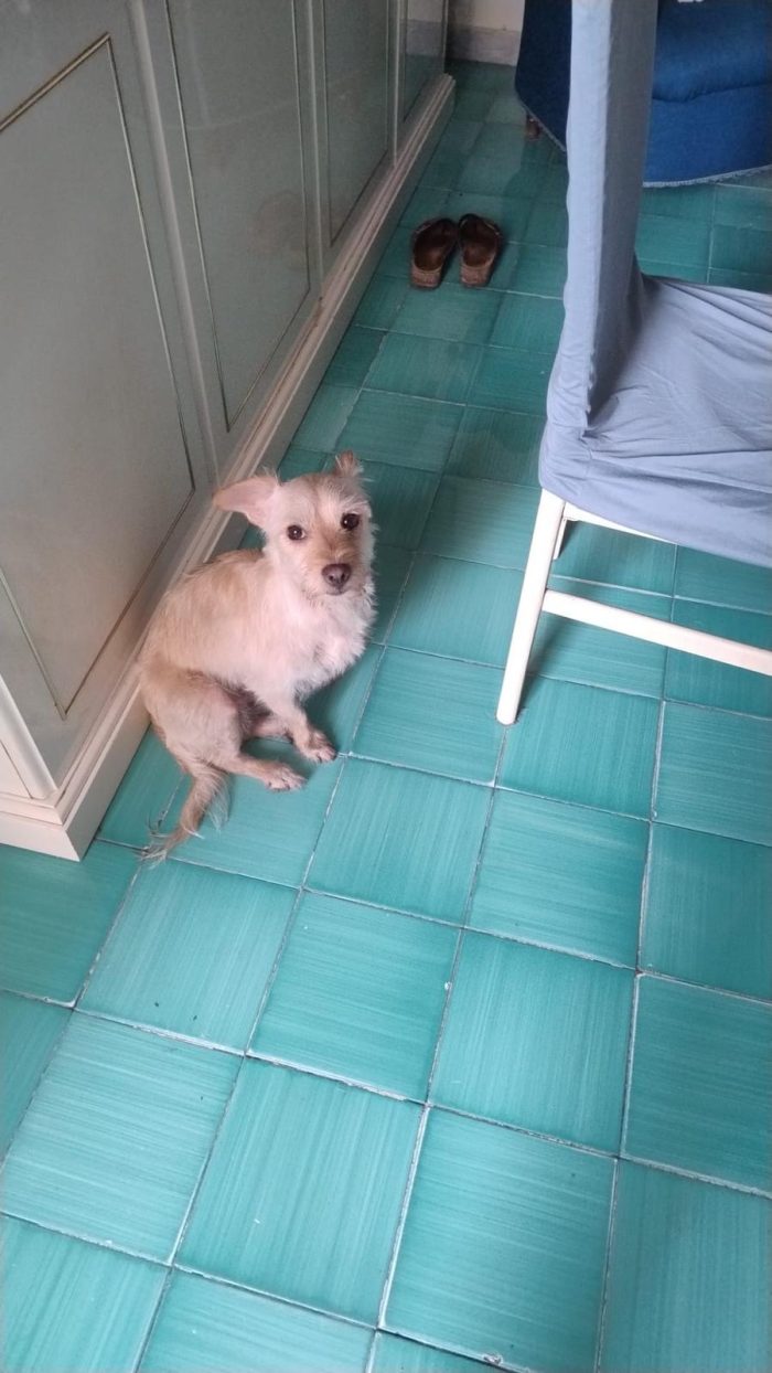 Coco splendido piccolo cagnolino di 6 kg cerca casa - media 5