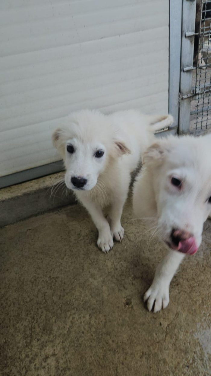 Carla e Lella splendide cucciole cercano casa