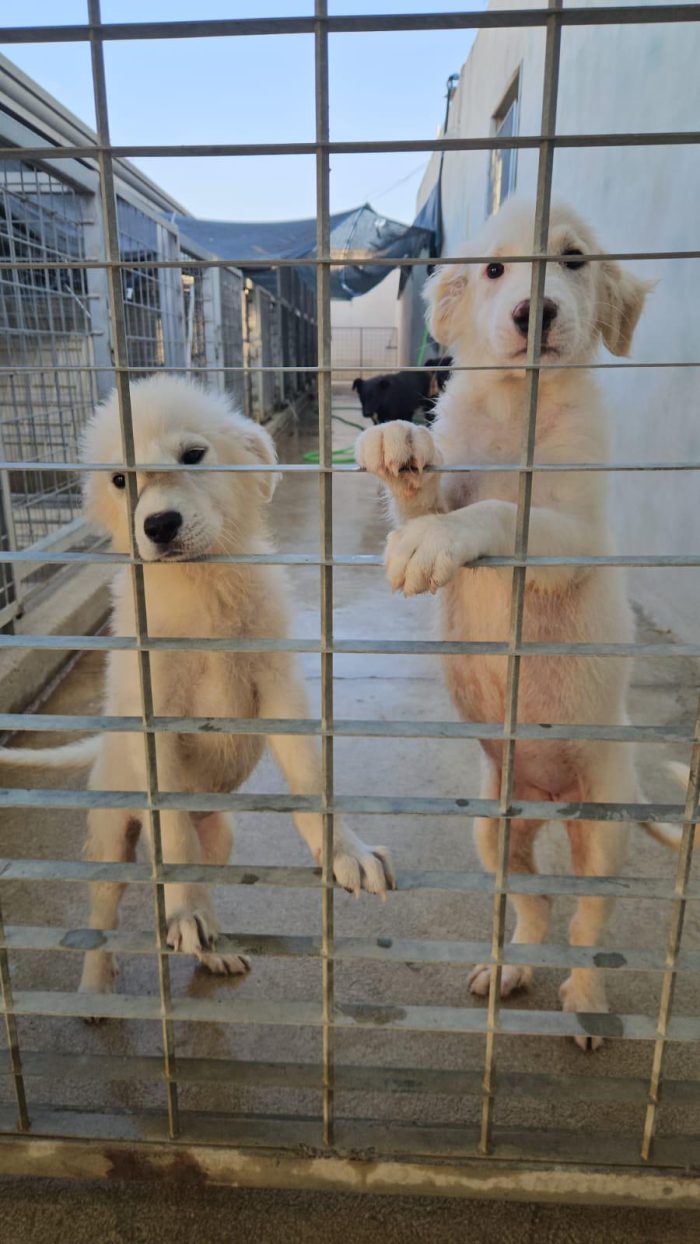 Carla e Lella splendide cucciole cercano casa