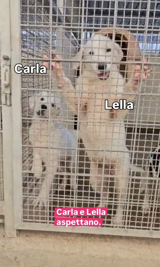 Carla e Lella splendide cucciole cercano casa