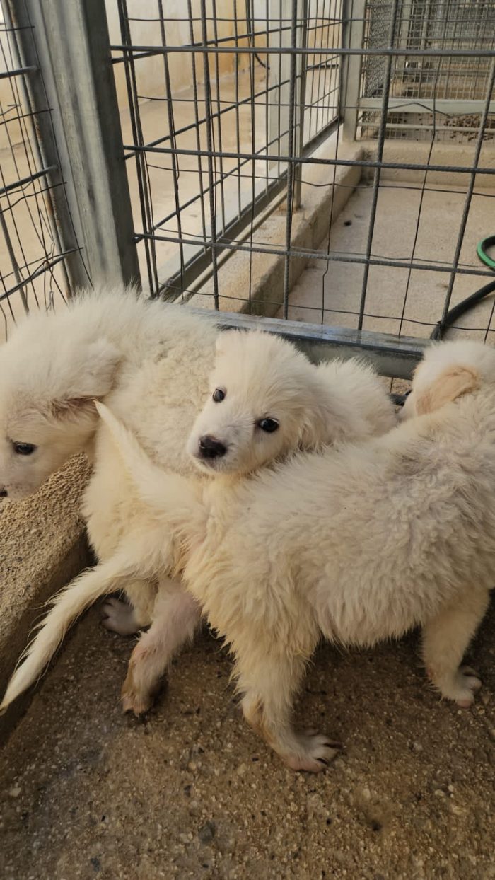 Carla meravigliosa dolce cucciola cerca casa
