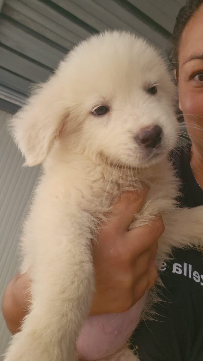 Carla meravigliosa dolce cucciola cerca casa - media 4