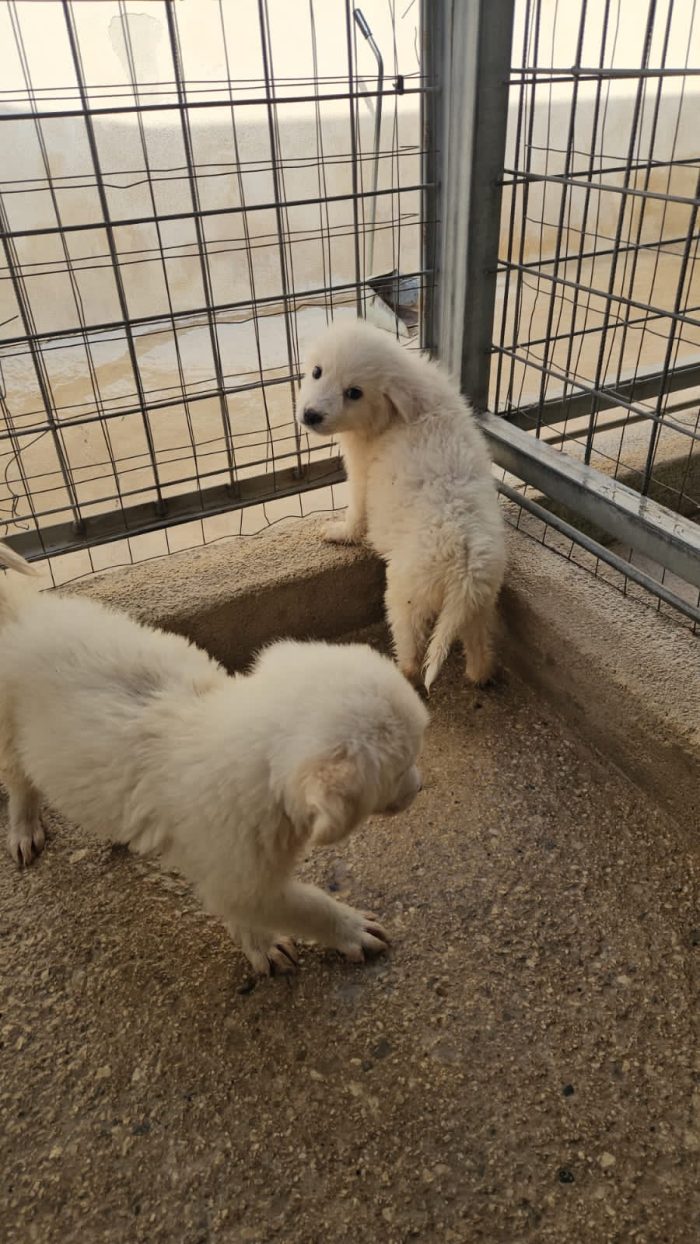Carla meravigliosa dolce cucciola cerca casa