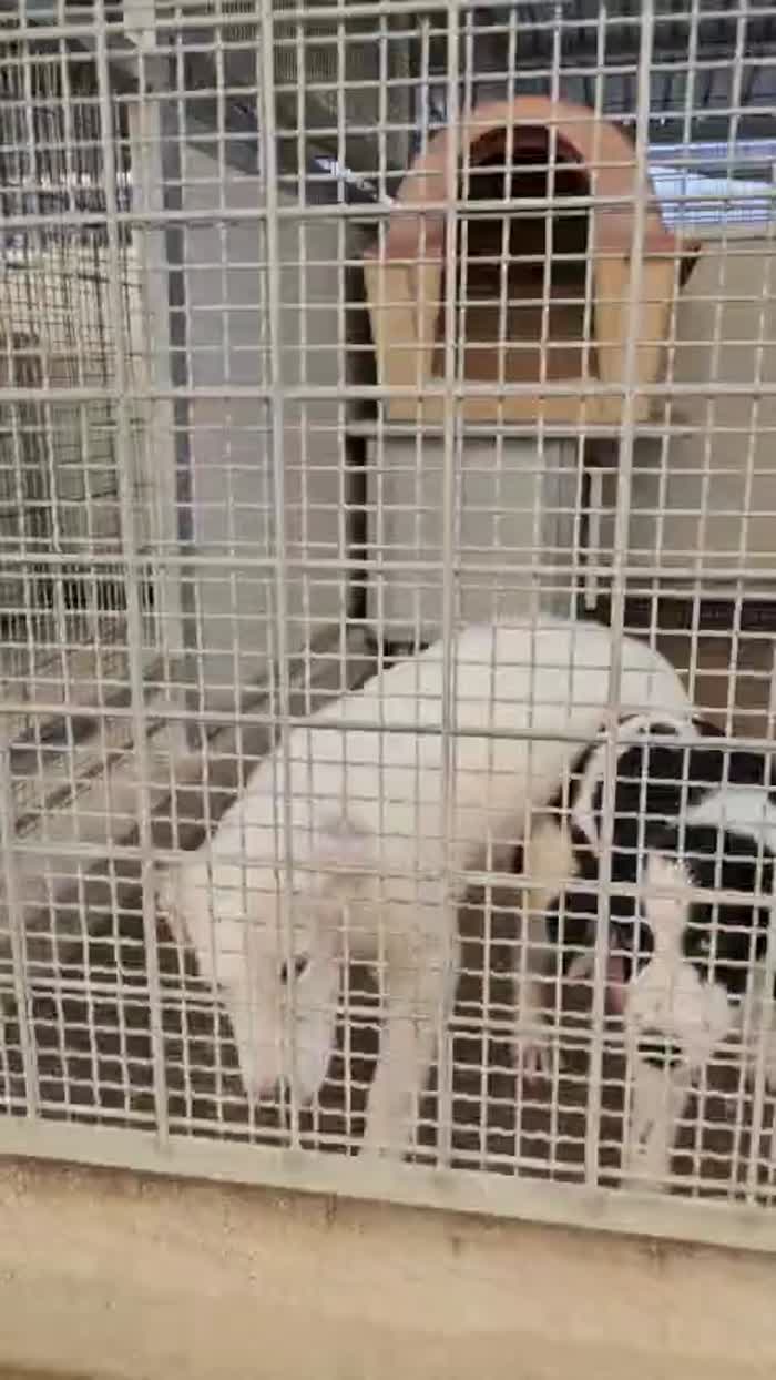 Carla meravigliosa dolce cucciola cerca casa - media 9