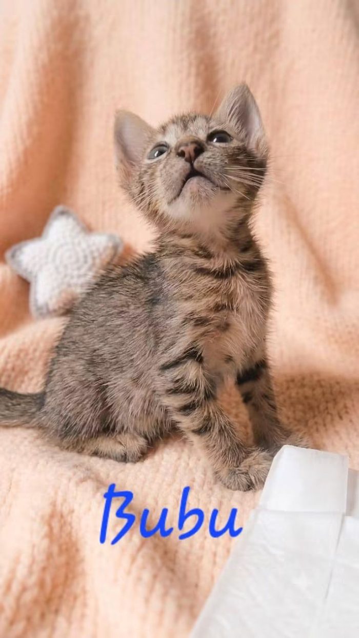 6 gattini di 50 giorni in cerca di casa