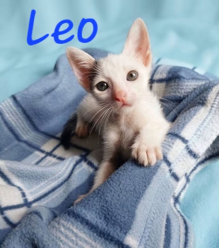 6 gattini di 50 giorni in cerca di casa