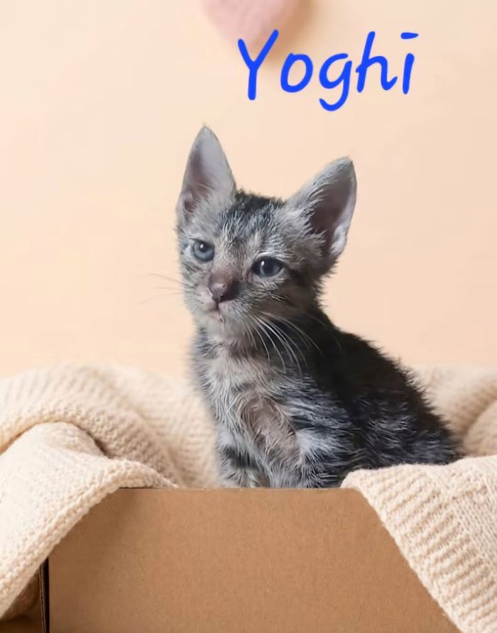6 gattini di 50 giorni in cerca di casa - media 5