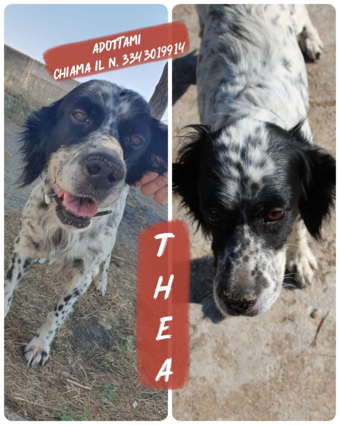 Thea cerca il lieto fine