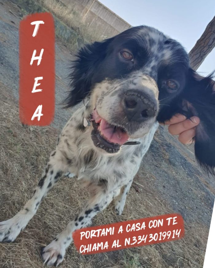 Thea cerca il lieto fine - media 8