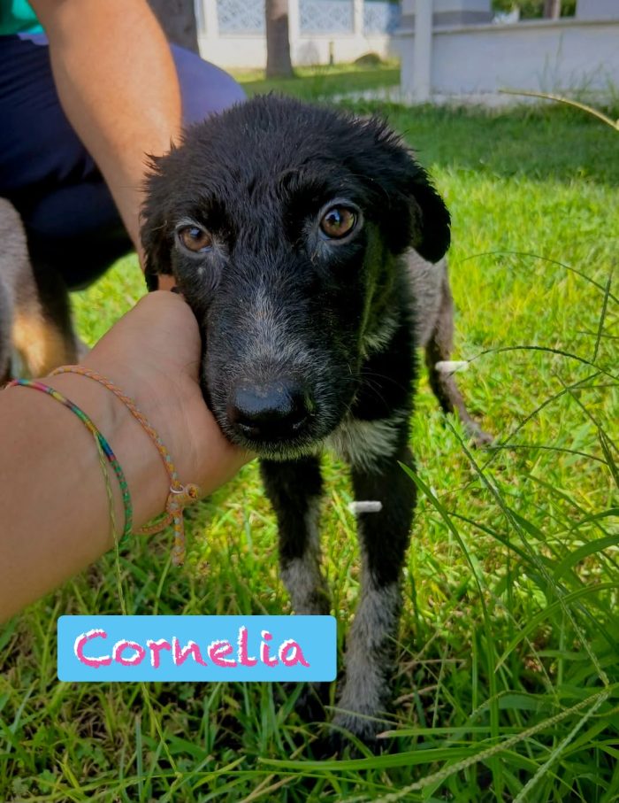 Cornelia, merita una famiglia